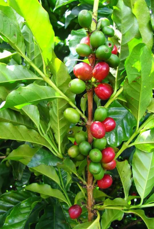 100% ARABICA COFFEE...