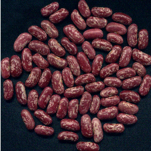  Arabica Coffee